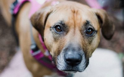 ¡Atención vecinas y vecinos! Operativo gratuito de esterilización en Los Tallos Bajos – El Raulí y Villa Palguín