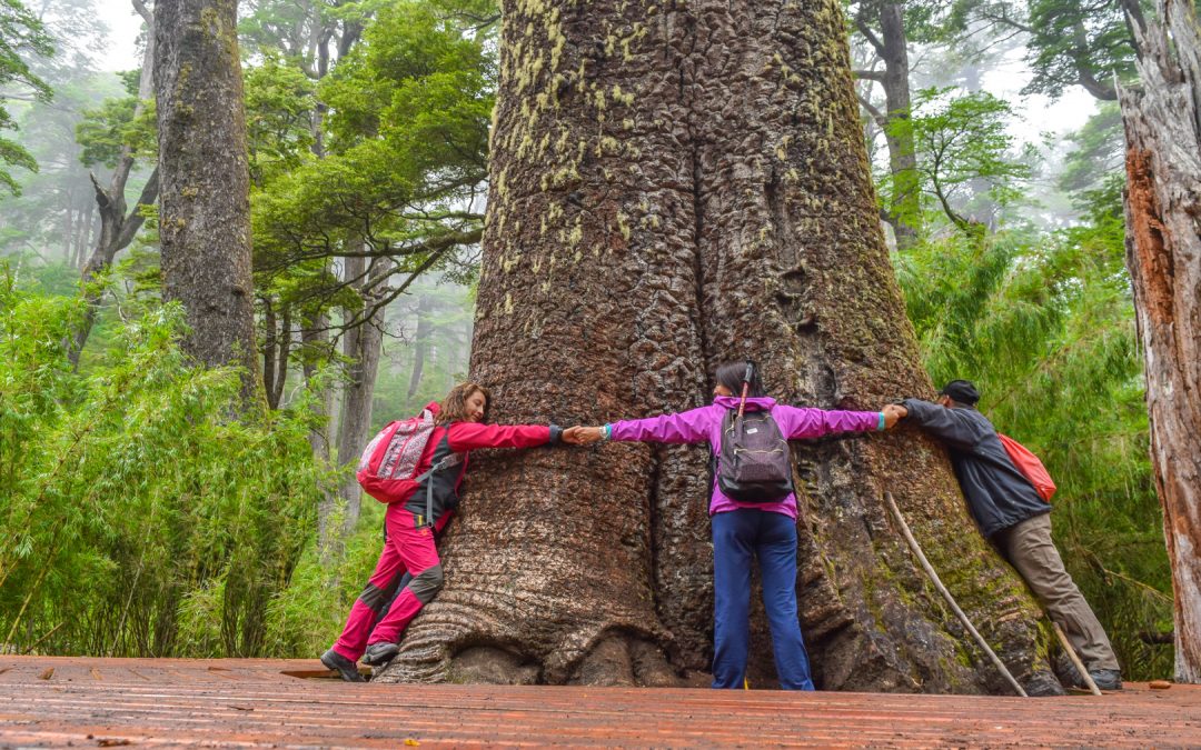 MUNICIPALIDAD DE PANGUIPULLI IMPLEMENTA PLAN PILOTO ÚNICO EN LA REGIÓN PARA MEDIR EL IMPACTO DE LA ACTIVIDAD TURÍSTICA EN SIETELAGOS-PANGUIPULLI