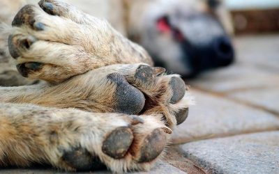 Municipalidad de Panguipulli rechaza actos de envenenamiento a perros y gatos en Melefquén