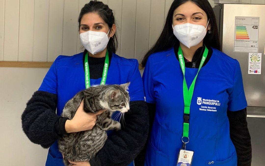 Municipalidad de Panguipulli aumentó cobertura de operativos y atenciones de su Programa Tenencia Responsable de Mascotas