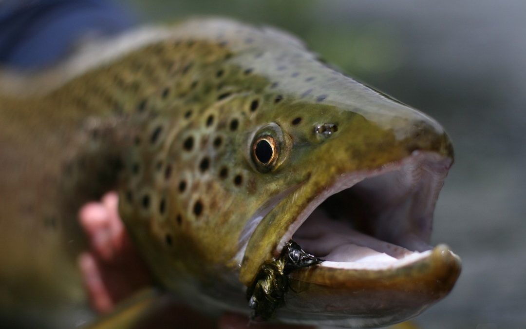 Panguipulli Refuerza Control de Pesca para Proteger el Recurso en Temporada de Veda