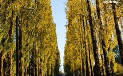 Declaración pública: buses para traslado de estudiantes del programa ALTA UACh pertenecen al SLEP Valdivia y no a la Municipalidad de Panguipulli