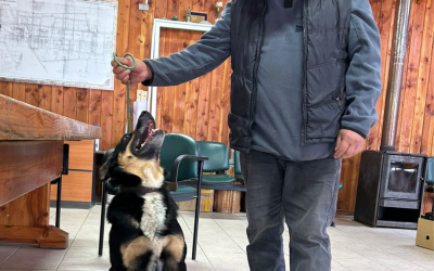 Operativo veterinario en terreno en Coñaripe: 41 pacientes atendidos