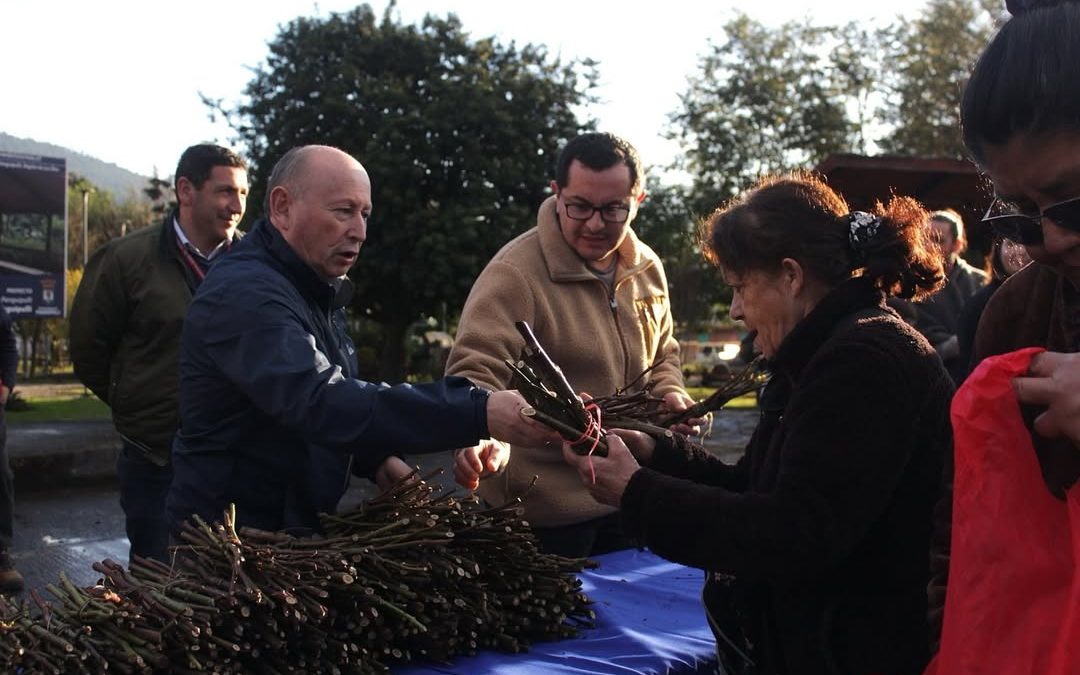 Alcalde Valdivia realizó una nueva entrega de esquejes de rosas en Coñaripe para seguir embelleciendo la comuna