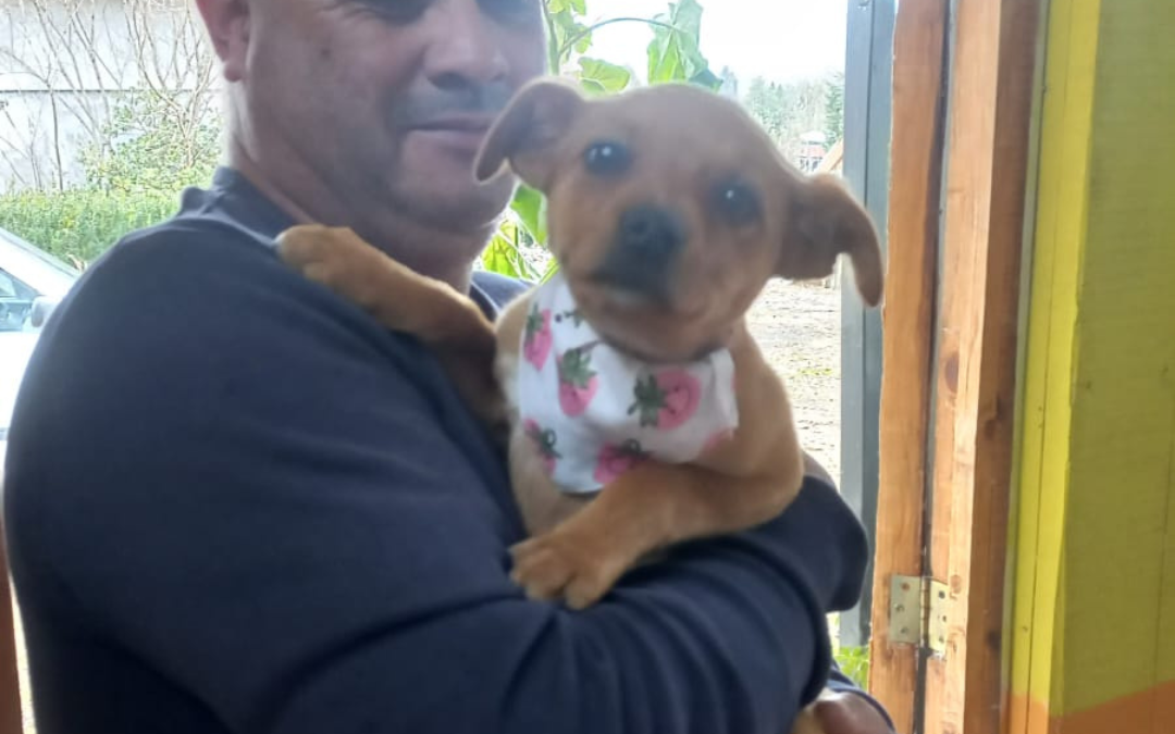 Veterinaria Municipal continúa con operativos en terreno para el cuidado de tus mascota