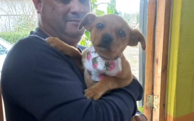 Veterinaria Municipal continúa con operativos en terreno para el cuidado de tus mascota