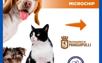 Conoce el calendario de los próximos operativos de la Veterinaria Municipal