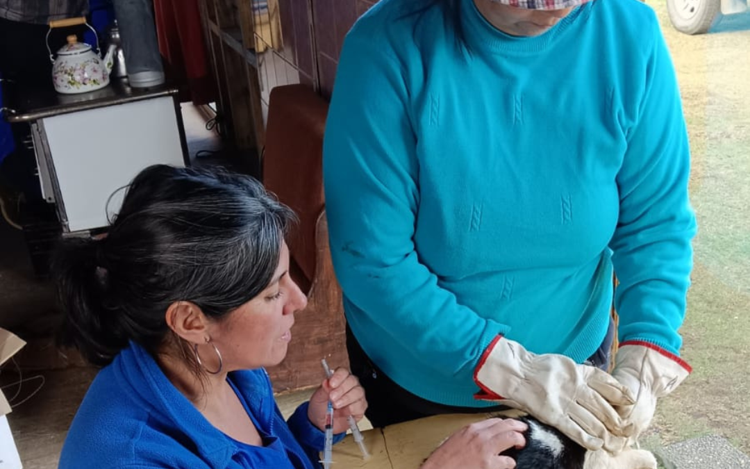 Municipalidad de Panguipulli continúa con sus operativos veterinarios en terreno