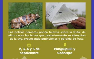 SAG inicia control de Lobesia botrana en Panguipulli y Coñaripe
