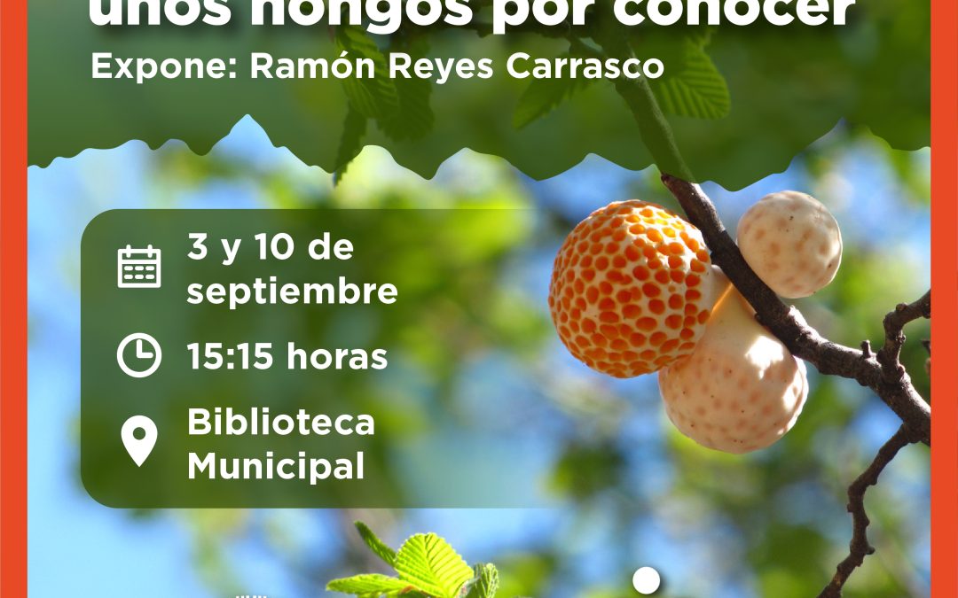 Charla sobre los digüeñes llega a la Biblioteca Municipal de Panguipulli