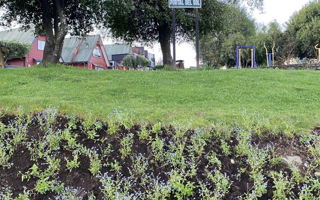 Alcalde Valdivia estuvo con funcionarios municipales plantando flores «No me olvides» en la Costanera de Panguipulli y Plaza Portal del Sol