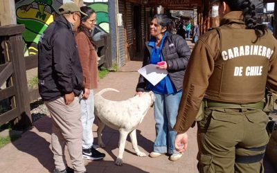 Municipalidad de Panguipulli refuerza compromiso con el cuidado animal tras operativo de rescate