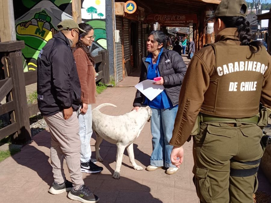 Municipalidad de Panguipulli refuerza compromiso con el cuidado animal tras operativo de rescate
