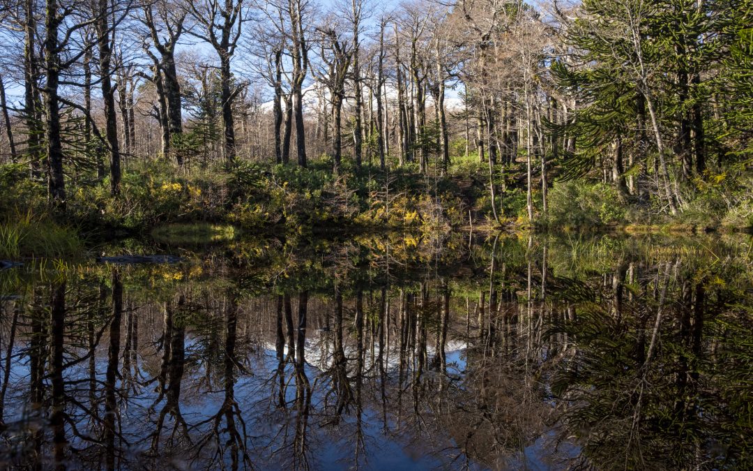 Panguipulli será sede del Foro Anual de la Red Latinoamericana de Bosques Modelo 2025