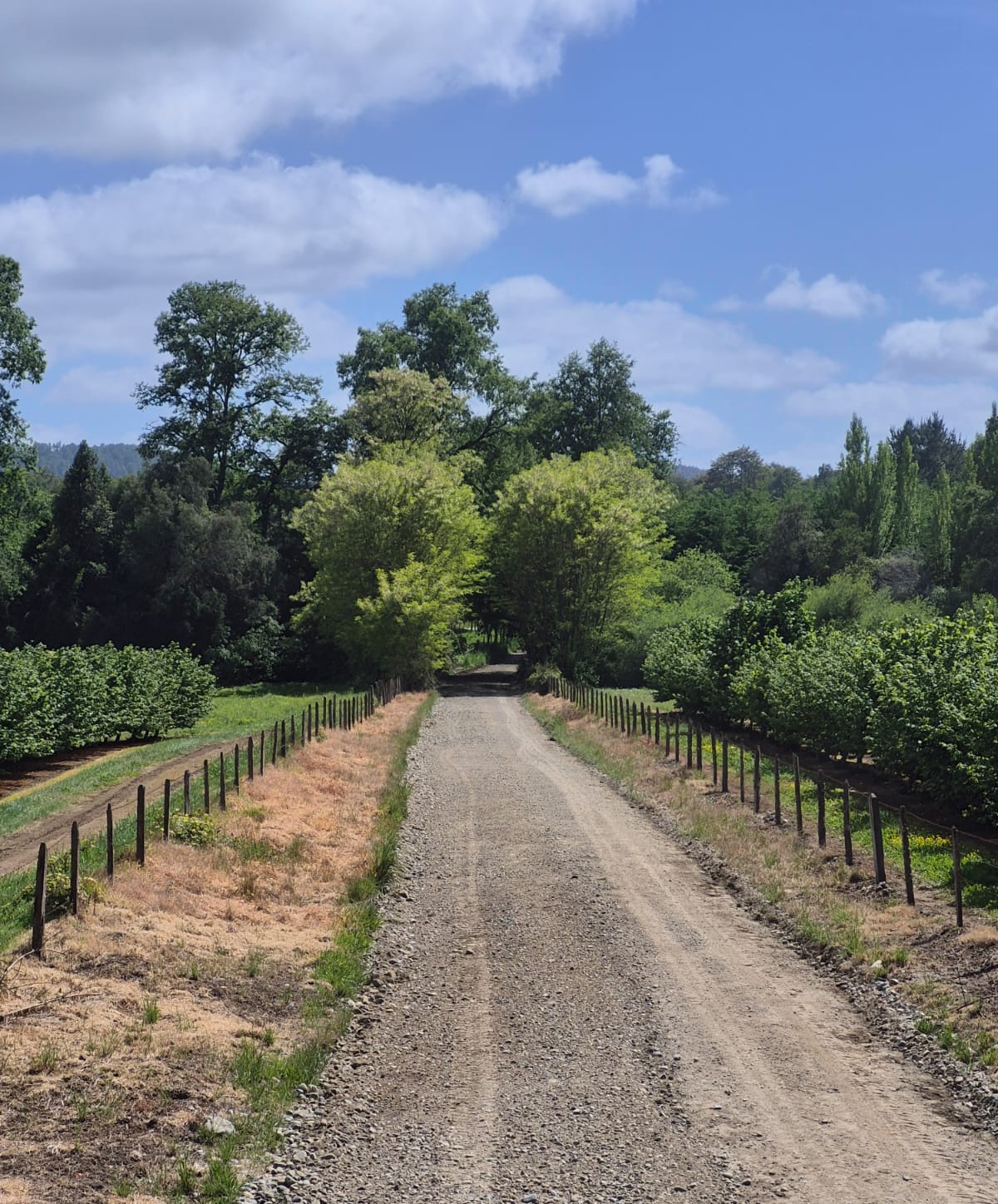 WhatsApp Image 2025-11-18 at 12.42.39