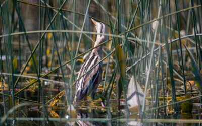 Tribunal Ambiental declara admisible recurso de casación presentado por la Municipalidad de Panguipulli contra la sentencia que declara la ilegalidad de la ordenanza de humedales rurales en la comuna