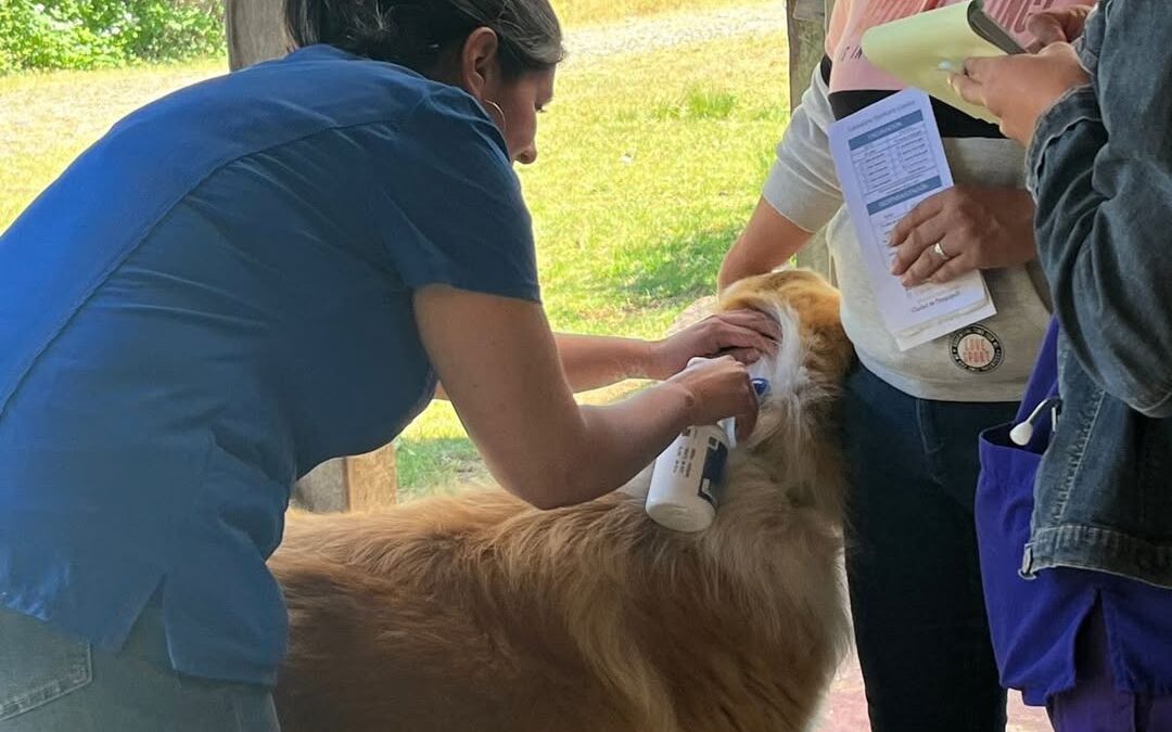 Veterinaria Municipal llegó a Dollinco para realizar operativo sanitario para mascotas
