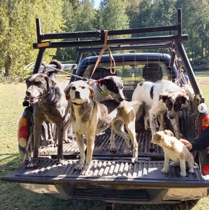 Exitosa jornada veterinaria fortaleció la salud animal en el sector de Linda Flor