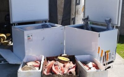 Desbaratan planta ilegal de procesamiento de salmones extraídos desde el Lago Neltume