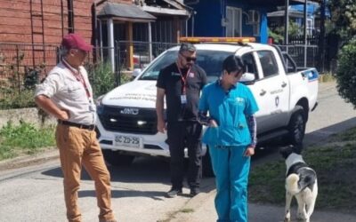 Veterinaria Municipal y Oficina de Fiscalización Municipal realizan operativo en Villa Los Presidentes