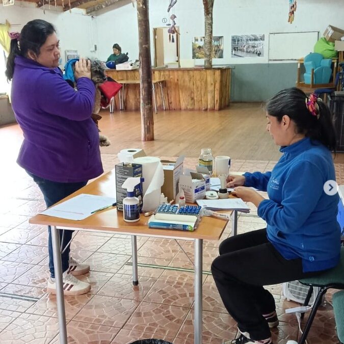 Compromiso en terreno: veterinaria municipal atendió a 24 pacientes en operativo realizado en Puerto Fuy