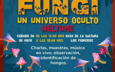 ¡El bosque cobra vida en Neltume con la Expo Fungi!