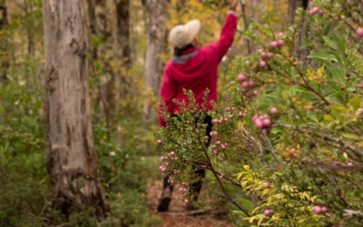 Panguipulli recibirá el 8° Encuentro “Frutos del Bosque en la Reserva de la Biósfera”
