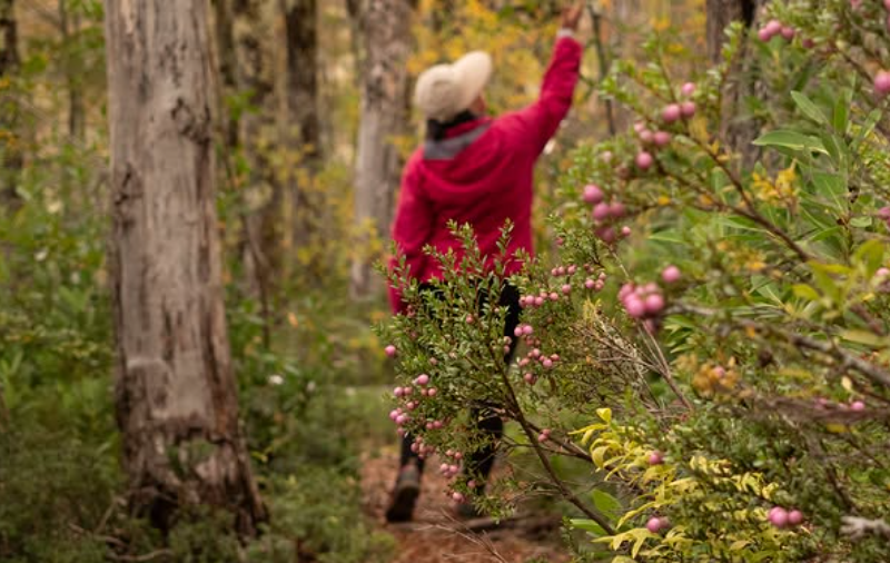 Panguipulli recibirá el 8° Encuentro “Frutos del Bosque en la Reserva de la Biósfera”