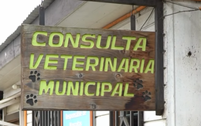 Veterinaria Municipal invita a registrar a tus mascotas con microchip