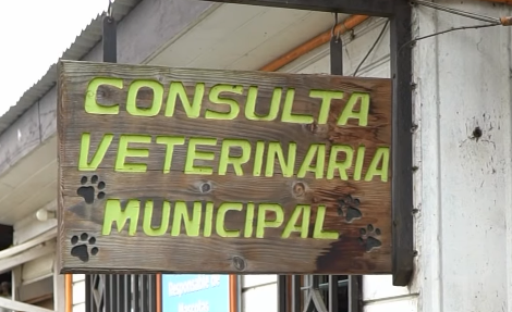Veterinaria Municipal invita a registrar a tus mascotas con microchip