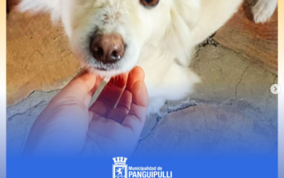 Seguimos avanzando con los operativos de esterilización en nuestra comuna